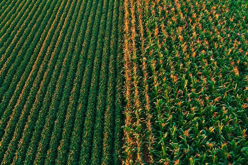 farmlife_feed_management_corn