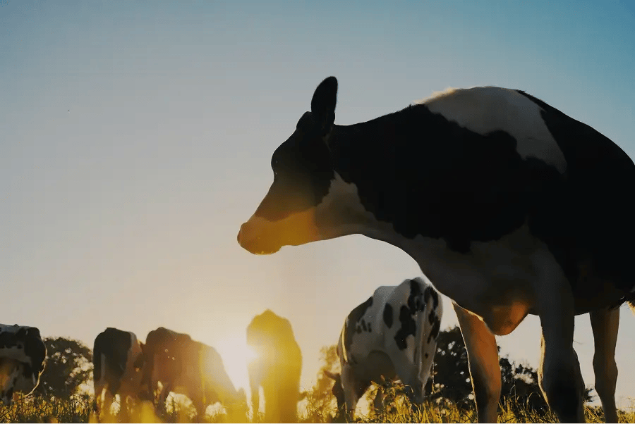 Photo d'un troupeau de vaches dans un champs