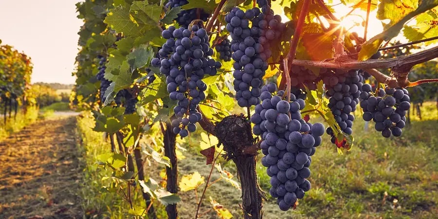 Photo de vignes