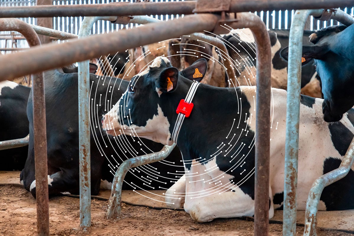 Vache équipée d'un capteur FarmLife