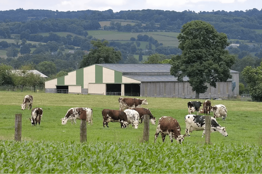 Image d'une ferme avec des vaches dans un champ