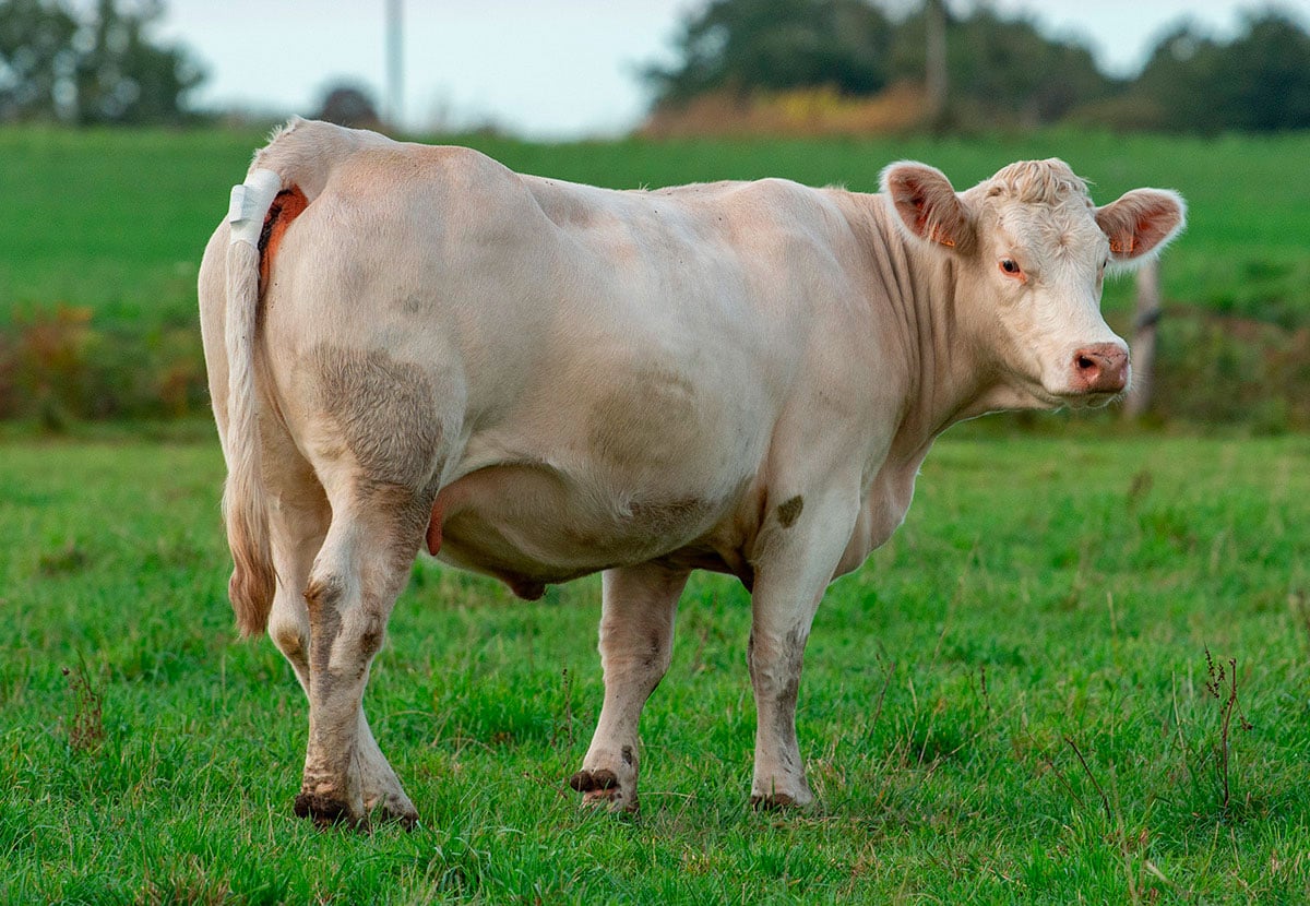 Animal equiped with SmartVel sensor