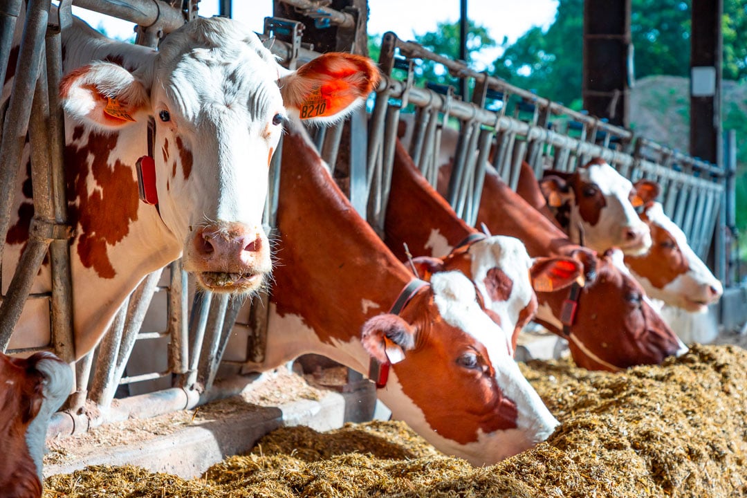 Vaches en stabulation
