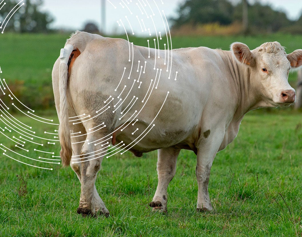Animal equiped with a SmartVel Sensor