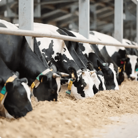 IoT agricole : 5 usages concrets pour gagner en productivité